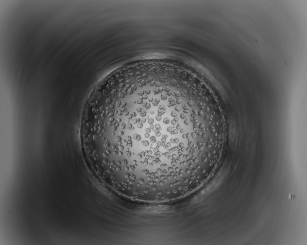 X0000097851417200803201529