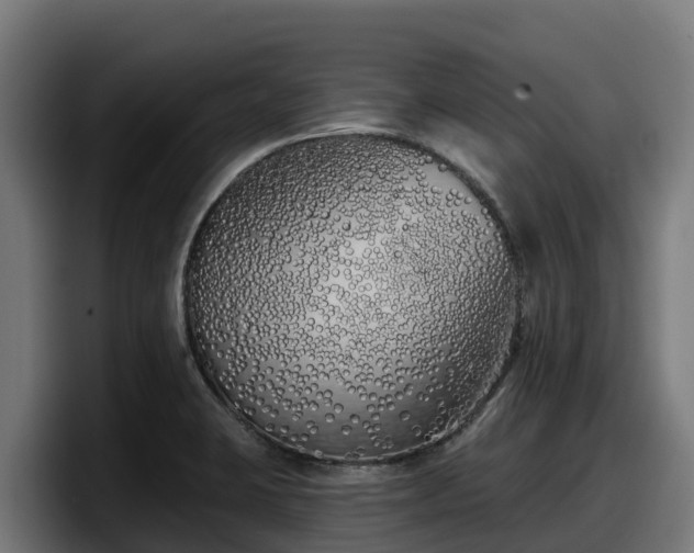 X0000097851423200803201529