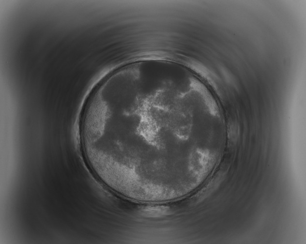 X0000097851466200803201528