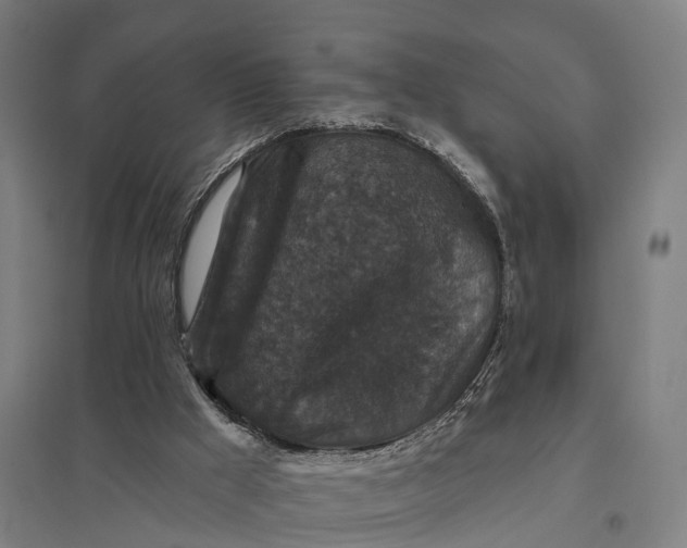 X0000097850009200803281259