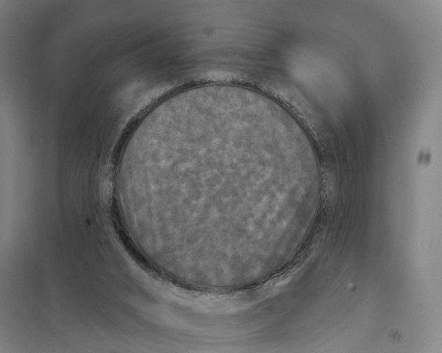 X0000097850016200803281259