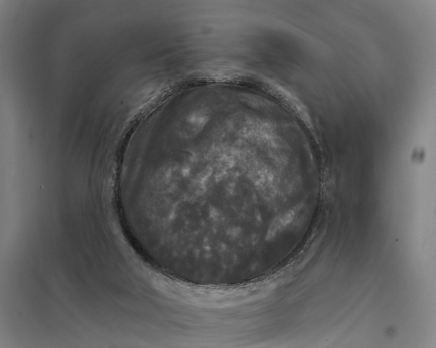 X0000097850018200803281259