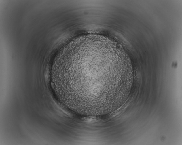 X0000097850074200803281258