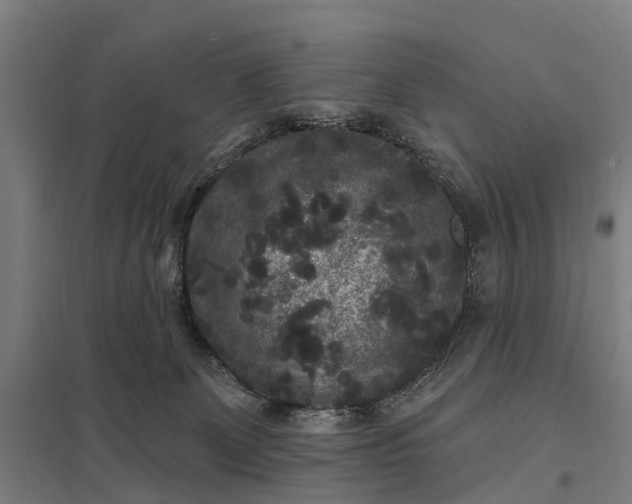 X0000097850131200803281258