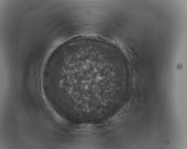 X0000097850145200803281257