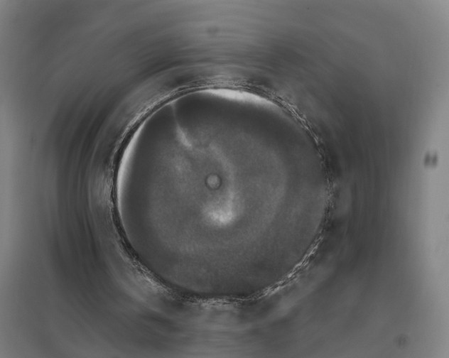 X0000097850146200803281257