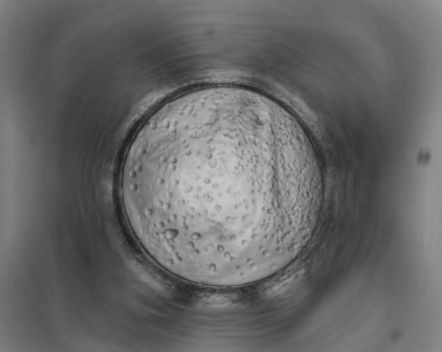 X0000097850155200803281257