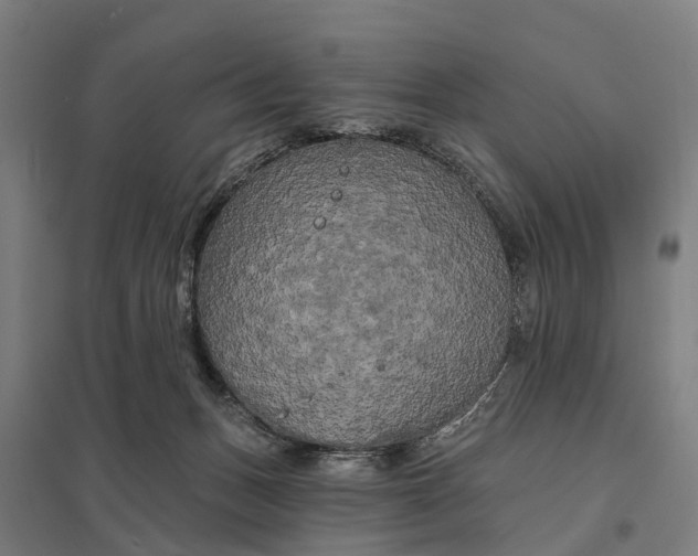 X0000097850175200803281257