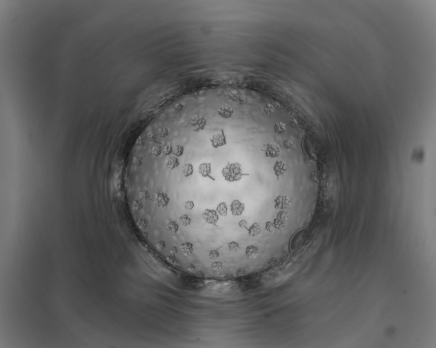 X0000097850185200803281257