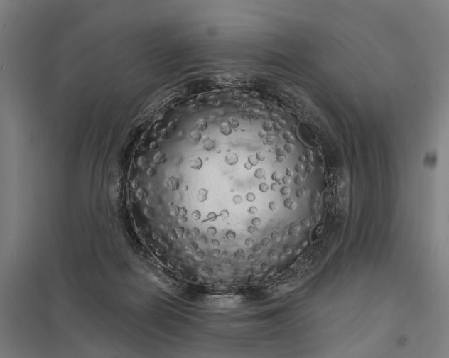 X0000097850266200803281256