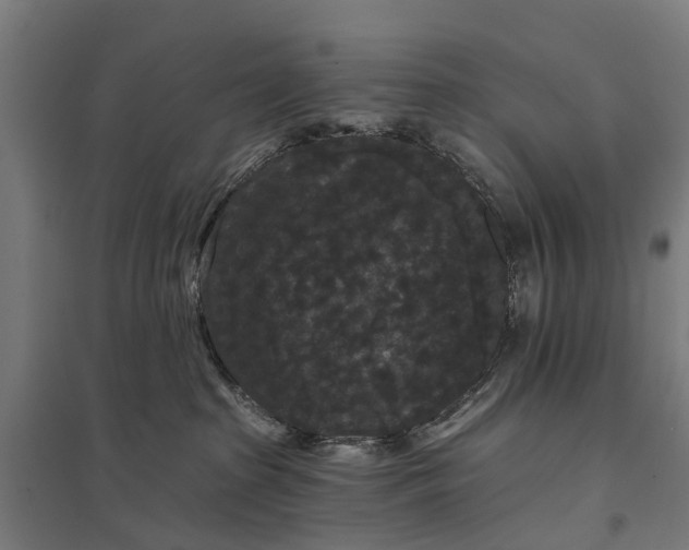 X0000097850285200803281256