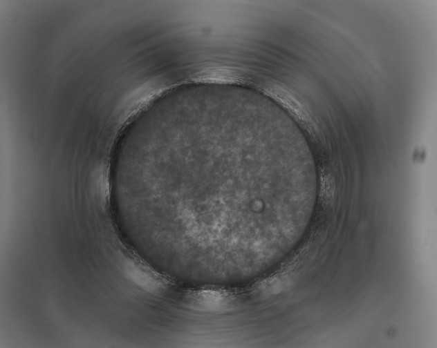 X0000097850302200803281255