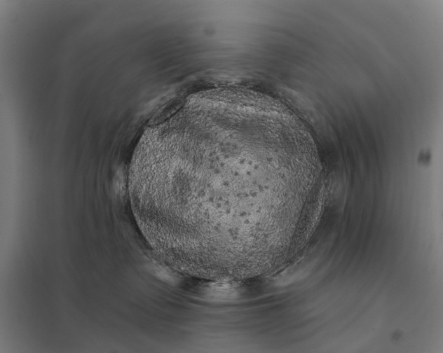 X0000097850335200803281254