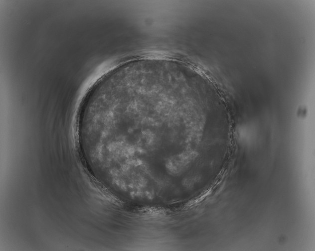 X0000097850343200803281254