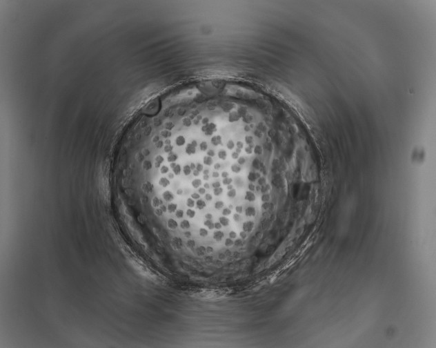 X0000097850345200803281254