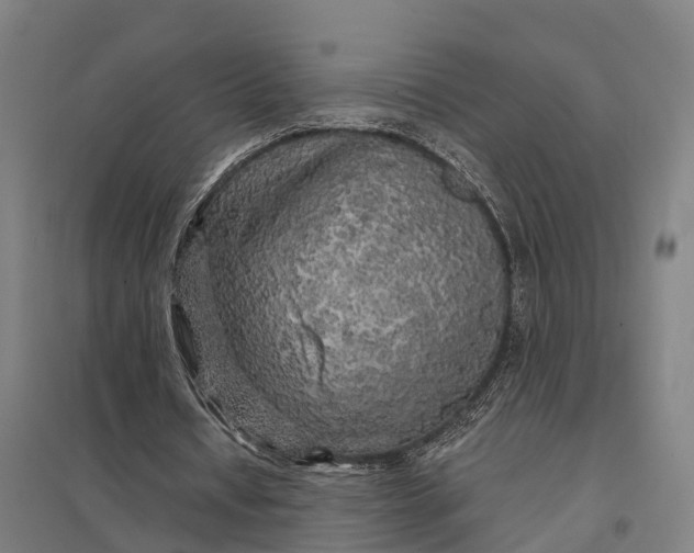 X0000097850434200803281252