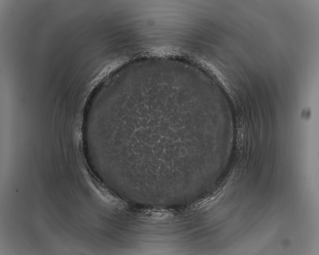 X0000097850443200803281253