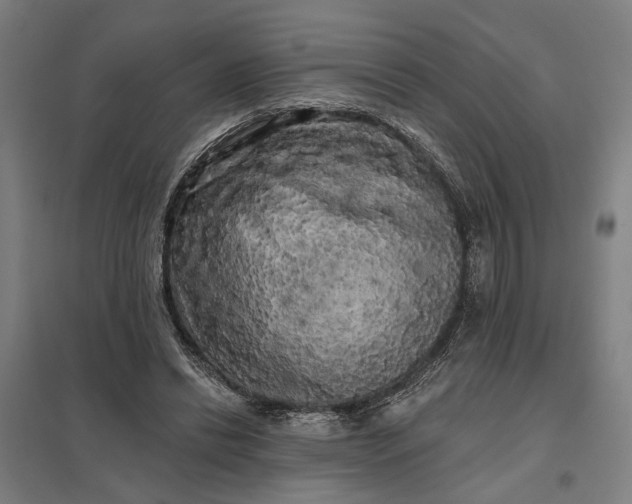 X0000097850446200803281253