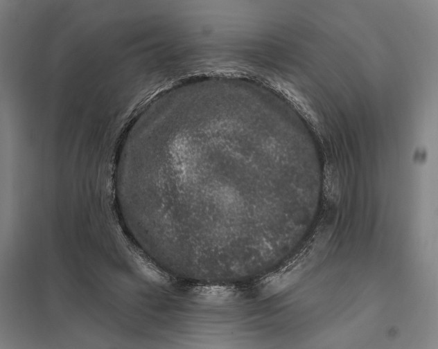 X0000097850449200803281253