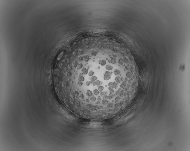 X0000097850462200803281253