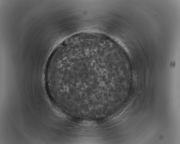 X0000097850487200803281252