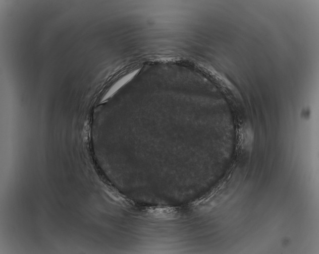 X0000097850517200803281252