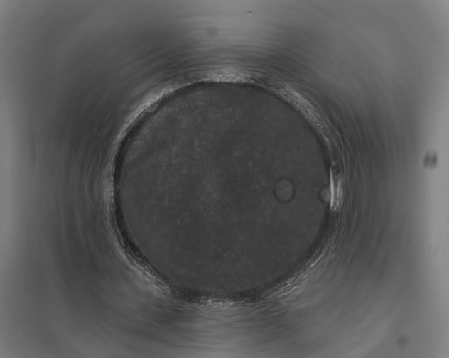 X0000097850531200803281251