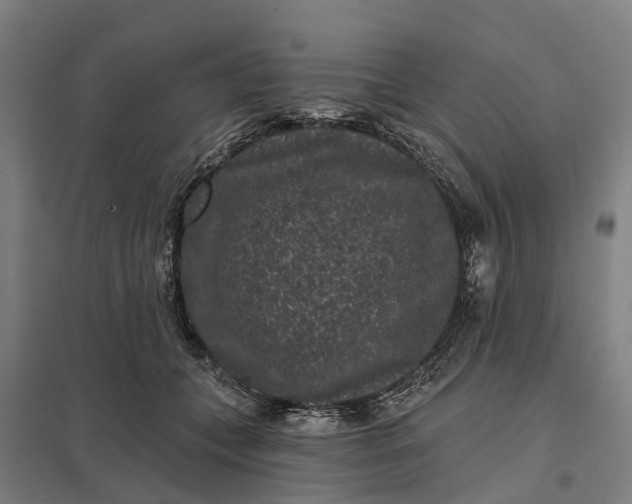 X0000097850559200803281252