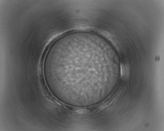 X0000097850579200803281251