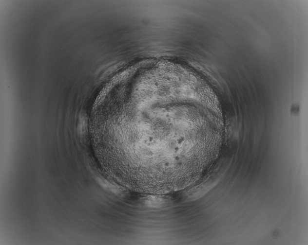 X0000097850623200803281250