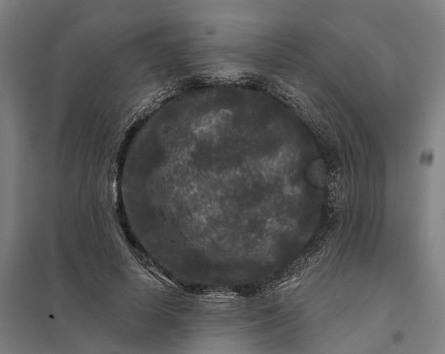 X0000097850642200803281250