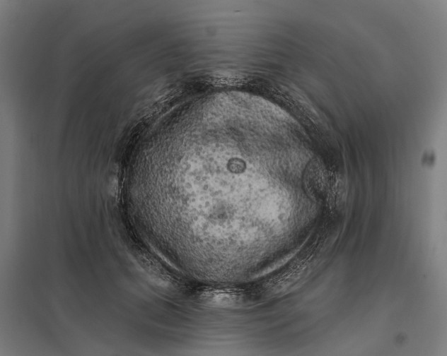 X0000097850655200803281250