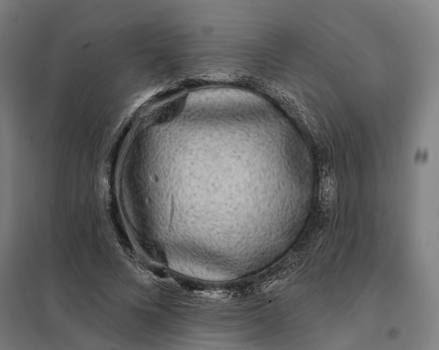 X0000097850688200803281249