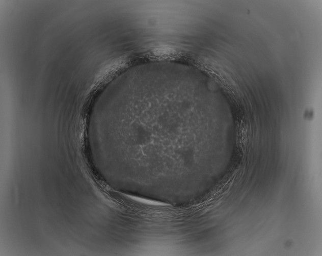 X0000097850742200803281248