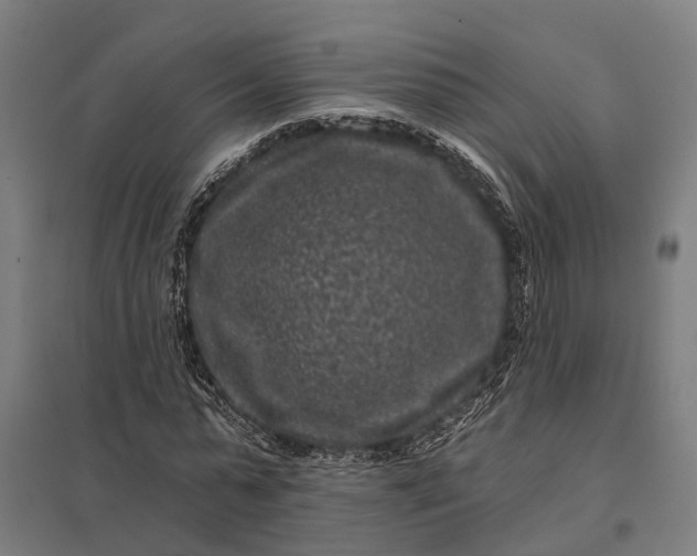 X0000097850775200803281247