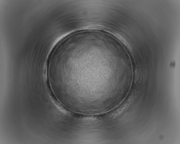 X0000097850838200803281246