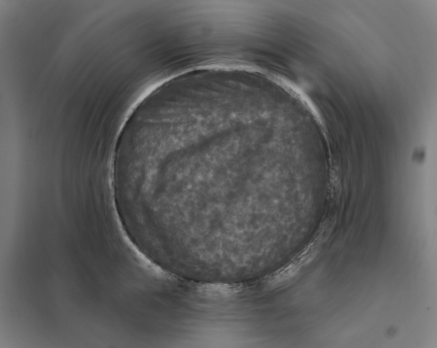 X0000097850855200803281247