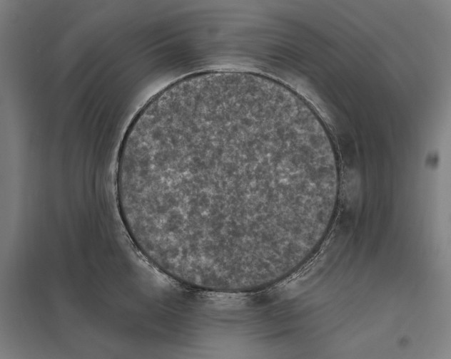 X0000097850856200803281247