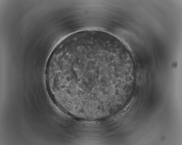 X0000097850895200803281246