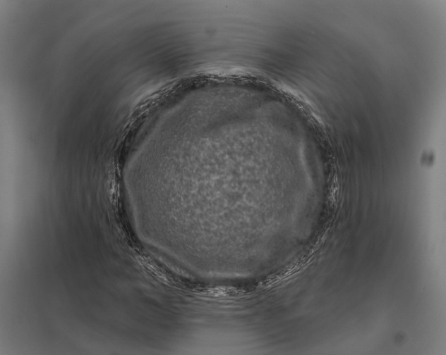 X0000097850966200803281244