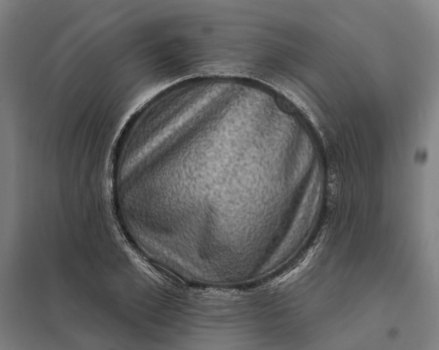 X0000097850981200803281244