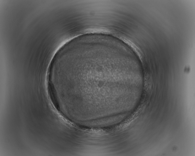 X0000097850983200803281244