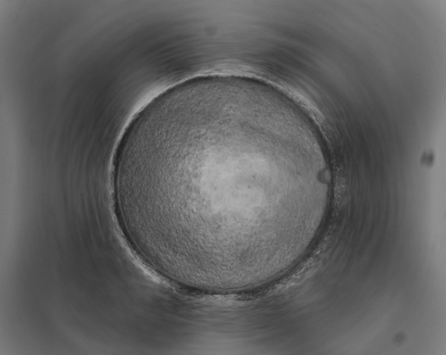 X0000097850990200803281244