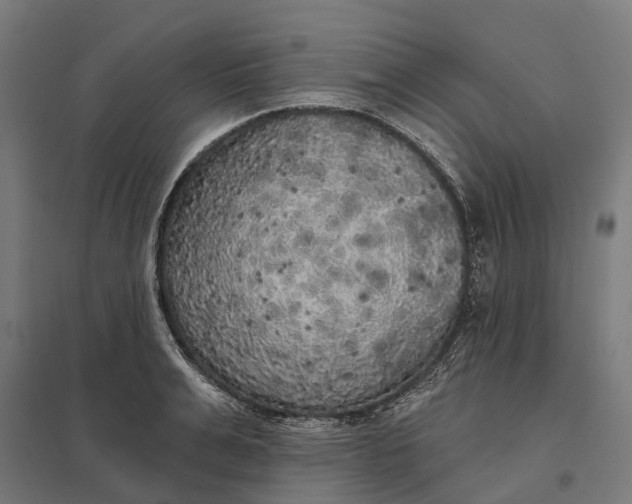 X0000097850991200803281244