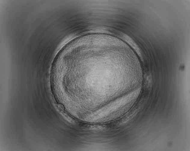 X0000097851002200803281244