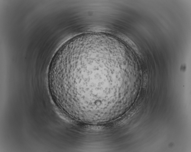 X0000097851039200803281243