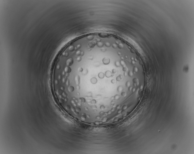 X0000097851043200803281243