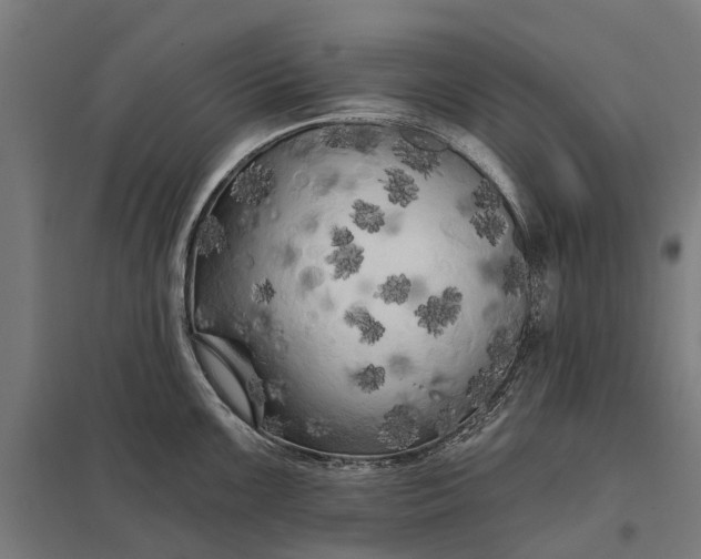 X0000097851099200803281242