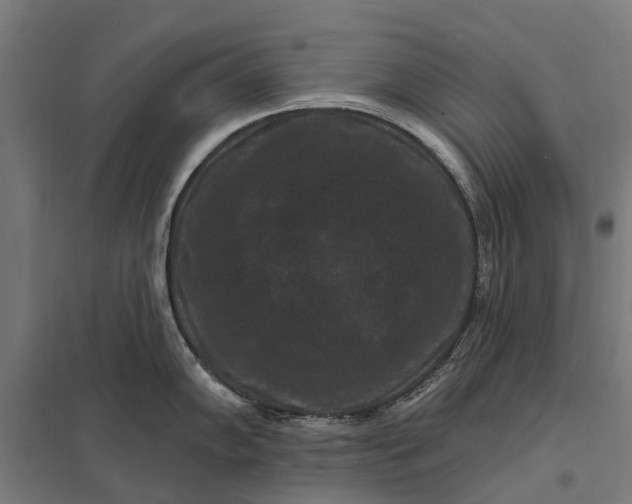 X0000097851102200803281242