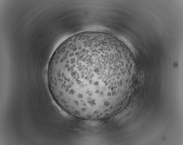 X0000097851103200803281242